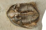 Stunning Erbenochile Trilobite with Hollardops - No Restoration! #334861-2